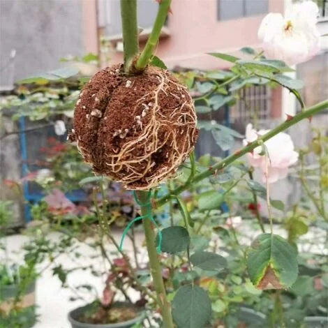 une plante a développer des racines suite à la boîte de bouturage