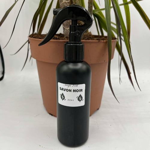 savon noir derrière une dracaena