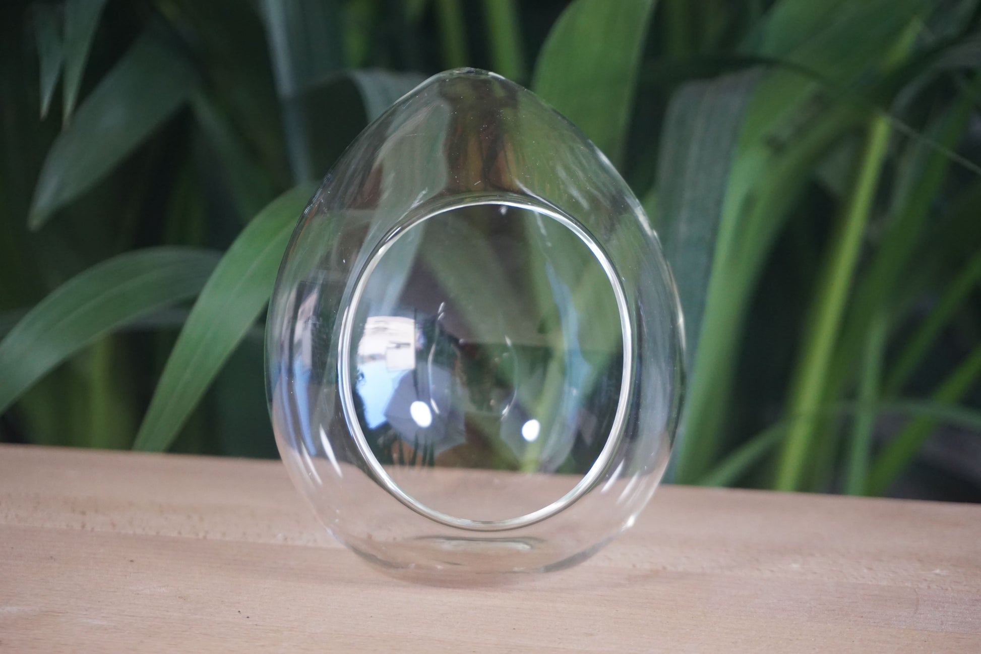 Terrarium en verre transparent en forme d'œuf vide prêt pour une décoration