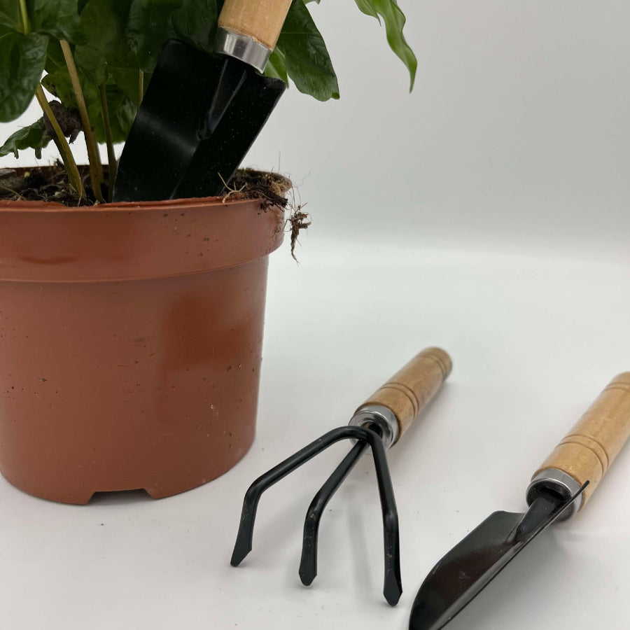 trio d'outils avec une plante